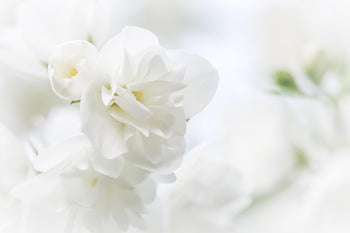 White Musk